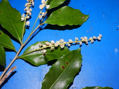 Homalium circumpinnatum