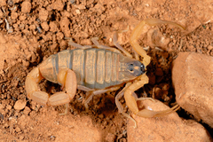 Hottentotta socotrensis