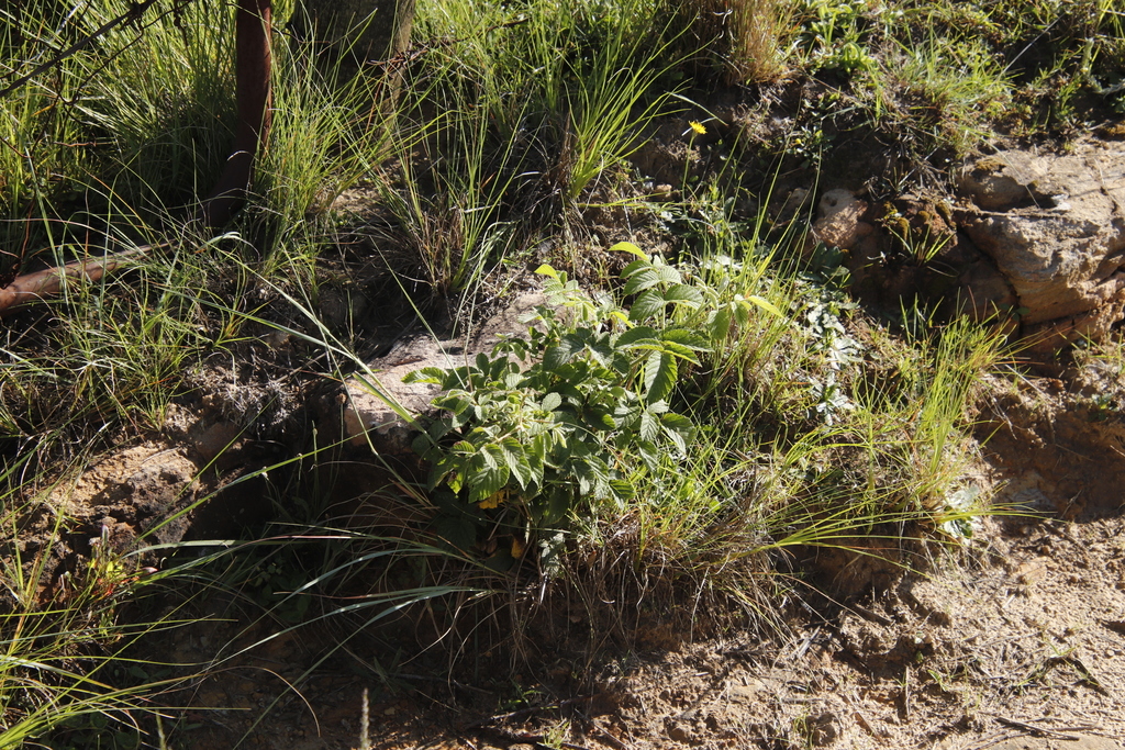 raspberries from Mathunzini ridge n Woodcliffs, 4x4 track from ...