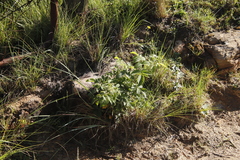 Rubus ludwigii