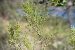 Gnorimoschema powelli