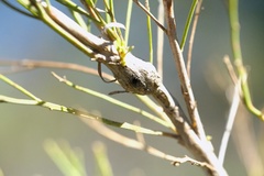 Gnorimoschema powelli