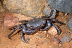 Socotrapotamon socotrense