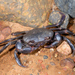 Socotra River Crab - Photo (c) Roberto Sindaco, some rights reserved (CC BY-NC-SA), uploaded by Roberto Sindaco