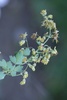 Fendler's Meadow-Rue - Photo (c) Madeleine Claire, some rights reserved (CC BY), uploaded by Madeleine Claire