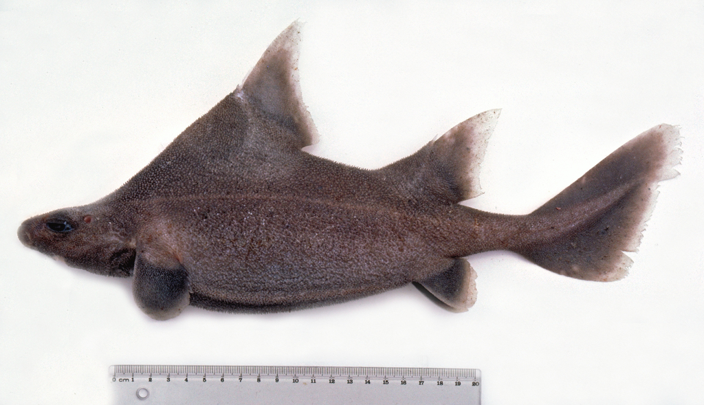 Prickly dogfish (Oxynotus bruniensis) — Oxynotidae