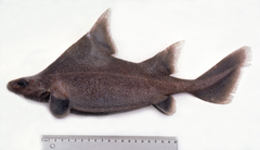 Prickly Dogfish photo 3