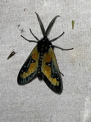 Chrysocale regalis