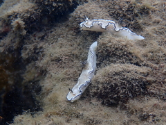 Doriprismatica atromarginata