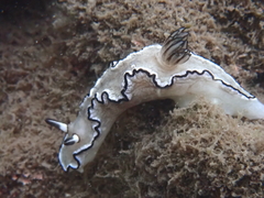 Doriprismatica atromarginata