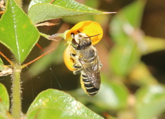 Megachile serricauda