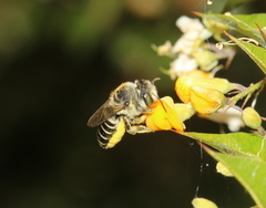 Megachile serricauda