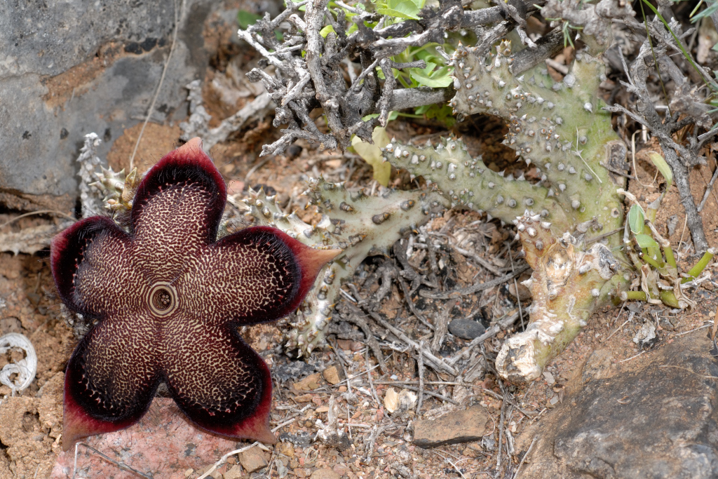 Edithcolea