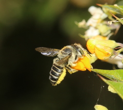 Megachile serricauda