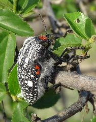 Julodis humeralis