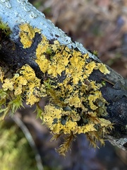 Vulpicida canadensis