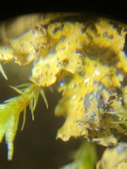 Vulpicida canadensis