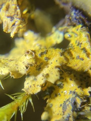 Vulpicida canadensis