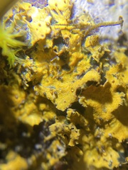 Vulpicida canadensis