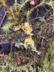 Vulpicida canadensis