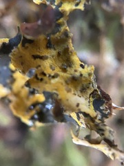 Vulpicida canadensis