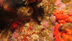 Chalaroderma ocellata