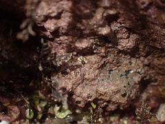 Patelloida corticata