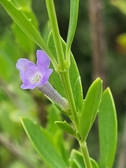 Freylinia