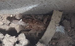 Centruroides vittatus