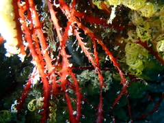 Vidalia colensoi