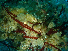 Vidalia colensoi