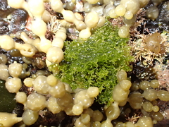 Microdictyon mutabile