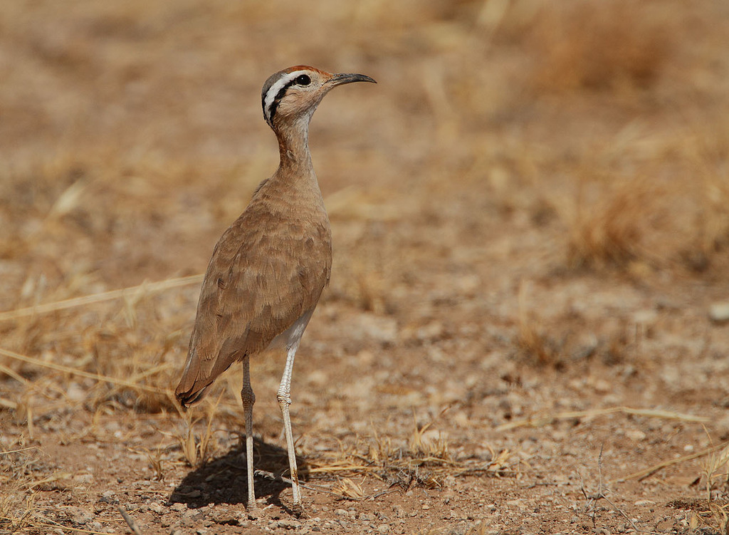 Somali Courser photo