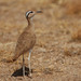 Somali Courser - Photo (c) Steve Garvie, some rights reserved (CC BY-NC-SA)