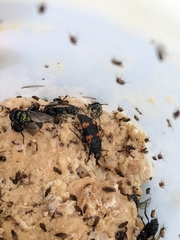 Nicrophorus nepalensis