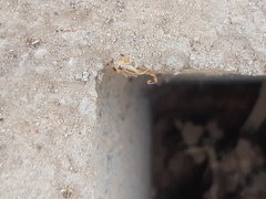 Centruroides vittatus