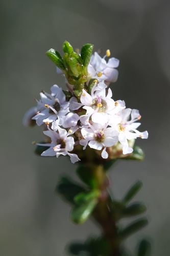 Image of Ceanothus ophiochilus by (c) Madeleine Claire, some rights reserved (CC BY)
