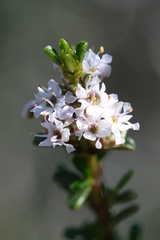 Ceanothus ophiochilus