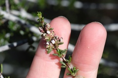 Ceanothus ophiochilus