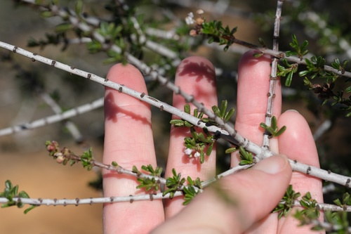 Image of Ceanothus ophiochilus by (c) Madeleine Claire, some rights reserved (CC BY)