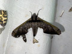 Adhemarius sexoculata