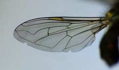 Helophilus chathamensis