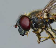 Helophilus chathamensis