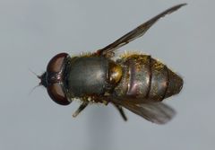 Helophilus chathamensis