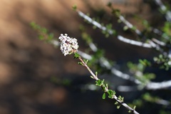 Ceanothus ophiochilus