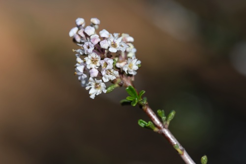 Image of Ceanothus ophiochilus by (c) Madeleine Claire, some rights reserved (CC BY)