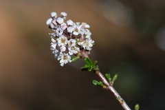 Ceanothus ophiochilus