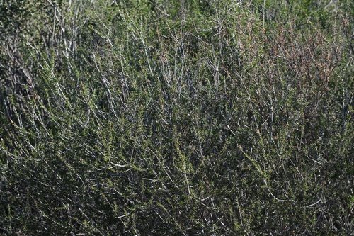 Image of Ceanothus ophiochilus by (c) Madeleine Claire, some rights reserved (CC BY)
