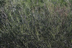 Ceanothus ophiochilus