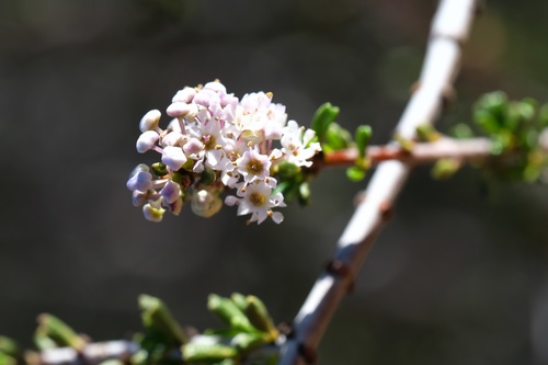 Image of Ceanothus ophiochilus by (c) Madeleine Claire, some rights reserved (CC BY)